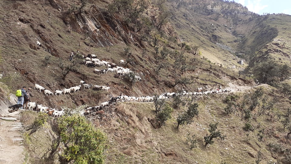 कोरोना कहरले छुटाएको तिब्बतको रोजगारी